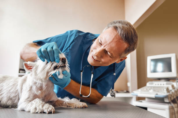 Best Emergency Gum Treatment in La Luz, NM